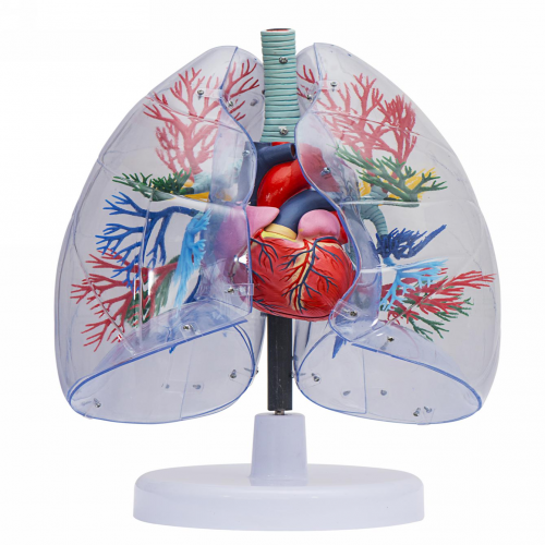 透明肺、氣管、支氣管連心臟模型