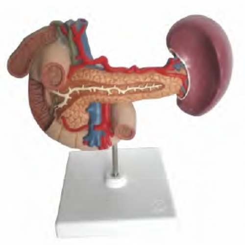 胰、脾、十二指腸、膽囊模型